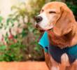 Esterilización en perros: por qué debe adaptarse a cada edad y raza