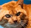 Cinco señales sutiles de demencia en gatos