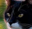 Batalla legal por una gata en Nueva York