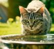 Gatos que nadan contra la corriente: razas que disfrutan el agua