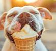 ¿Es bueno que los perros coman helado?