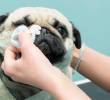 ¿Qué es epífora y cómo tratarla en perros?