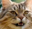 ¿Cuántos dientes tienen los gatos? ¡Revelamos el misterio!