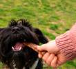 Back Chaining: entrenamiento eficaz para tu perro