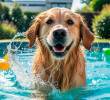 Las razas de perros que más aman el agua