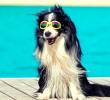 Protector solar en mascotas: más que moda, una necesidad