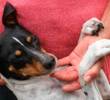 Banco para perros y gatos: Conoce el Banco Veterinario Colombia