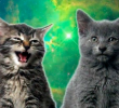 Los mejores videoclips con perros y gatos como protagonistas