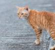 ¿Tú gata está en celo? Así funciona su ciclo reproductivo