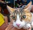 ¡No le des aguacate a tu gato!
