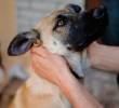 Lo que debes saber sobre la enfermedad vestibular en perros