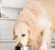 Alergias alimentarias en perros: síntomas, causas y cómo prevenirlas