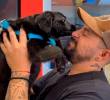 Más de 1.000 perros y gatos han sido adoptados en Medellín en 2025