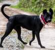 Te contamos en qué consiste el síndrome del perro negro