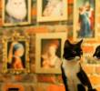 ¿Cuál es la personalidad de tu gato? Descubre los cinco tipos