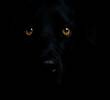 ¿Los perros ven en la oscuridad?