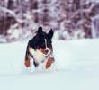 Cinco razas de perros que aman la nieve