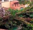 En video: Aguacero tumbó un árbol y bloqueó la vía hacia La Doctora, en Sabaneta