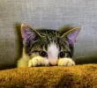¡Ahora todo tiene sentido! Los gatos entienden nuestras órdenes y eligen ignorarlas