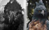 El animal presentaba, además de la herida por el disparo, una fractura grave en su miembro inferior izquierdo, anemia severa y dolor intenso. Foto: Cortesía