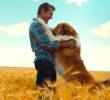 Cinco películas que te harán amar más a tu perro