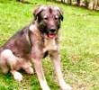 ¿Qué pasó con Loky? Esto dicen desde el spa canino donde fue atendido