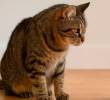 Cómo presentar un gato cachorro a un gato adulto