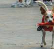 Este es el color favorito de los perros: ¡Te sorprenderás!