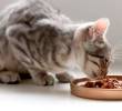 Claves para una alimentación felina saludable y variada