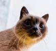 ¿Qué dicen los ojos de tu gato? Apréndelos a interpretar