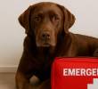 Kit de emergencia para perros y gatos ¡Guía práctica!