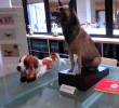 Así es el maravilloso Museo del Perro en Francia