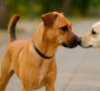 ¿Los perros dicen “adiós? Lenguaje de despedida de los perros