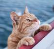 [En video] Gatos que disfrutan el agua