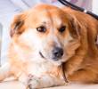 ¿Los perros pueden sufrir gastritis?