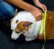 Estudio revela relación genética del sobrepeso en humanos y perros