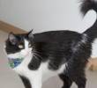 ¿Por qué a los gatos les tiembla la cola?