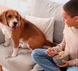 ¿Qué tan sano es que los perros coman mis sobras?