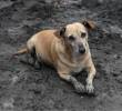 ¿Cómo ayudar a los animales sin hogar afectados por las lluvias en Medellín?