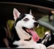 Razones por las que los perros jadean cuando están en el carro