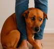 ¿Por qué a tu perro le da ansiedad? Acá te contamos