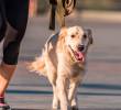 Correr con tu perro: cómo hacerlo de forma segura