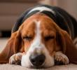 Estas son las razas de perros más dormilonas
