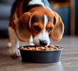 Cómo elegir comida sostenible para mascotas: ingredientes y recetas caseras