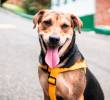 Bigotes de los perros: útiles, necesarios y asombrosos