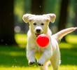 Cuánto ejercicio necesita tu perro según su raza y edad