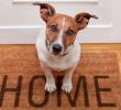 Cómo sabe un perro que vas a llegar a casa