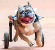 Cómo cuidar a un perro con discapacidad: guía para su bienestar
