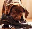 ¿Por qué los perros comen zapatos o ropa? Entiende este comportamiento