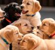 ¿Los perros recuerdan a sus hermanos de camada? La ciencia responde